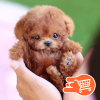 Perrito miniatura realista de juguete