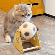 GIF
