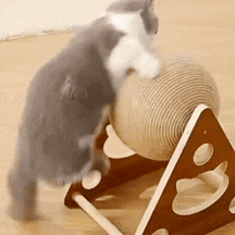 GIF