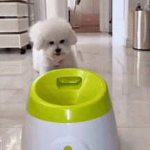 GIF