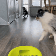 GIF