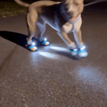 GIF