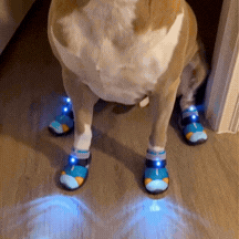 GIF